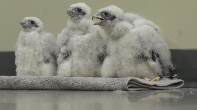 We Energies Oak Creek falcon chicks named, banded