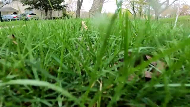 No Mow May: Transforming lawns, empowering pollinators