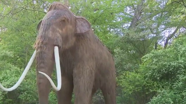 Milwaukee County Zoo summer exhibit: 'Journey to the Ice Age'