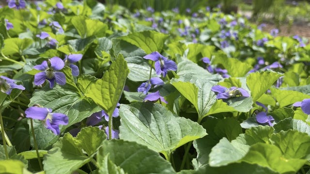 Milwaukee's May freeze history; gardening, planting season begins
