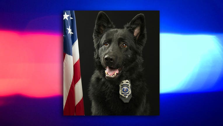 New Berlin K-9 Condor dies; diagnosed with terminal cancer