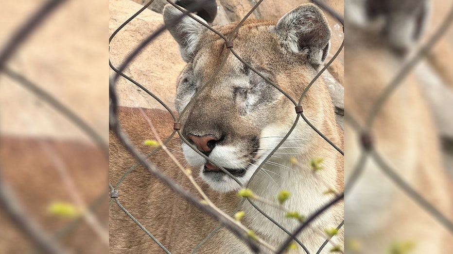 jasper-the-cougar.jpg