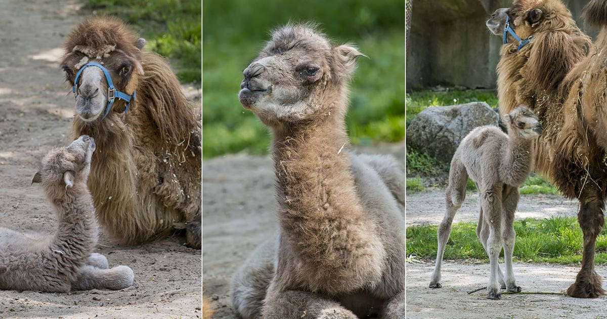Milwaukee County Zoo camel calf named, born on May 20 | FOX6 Milwaukee