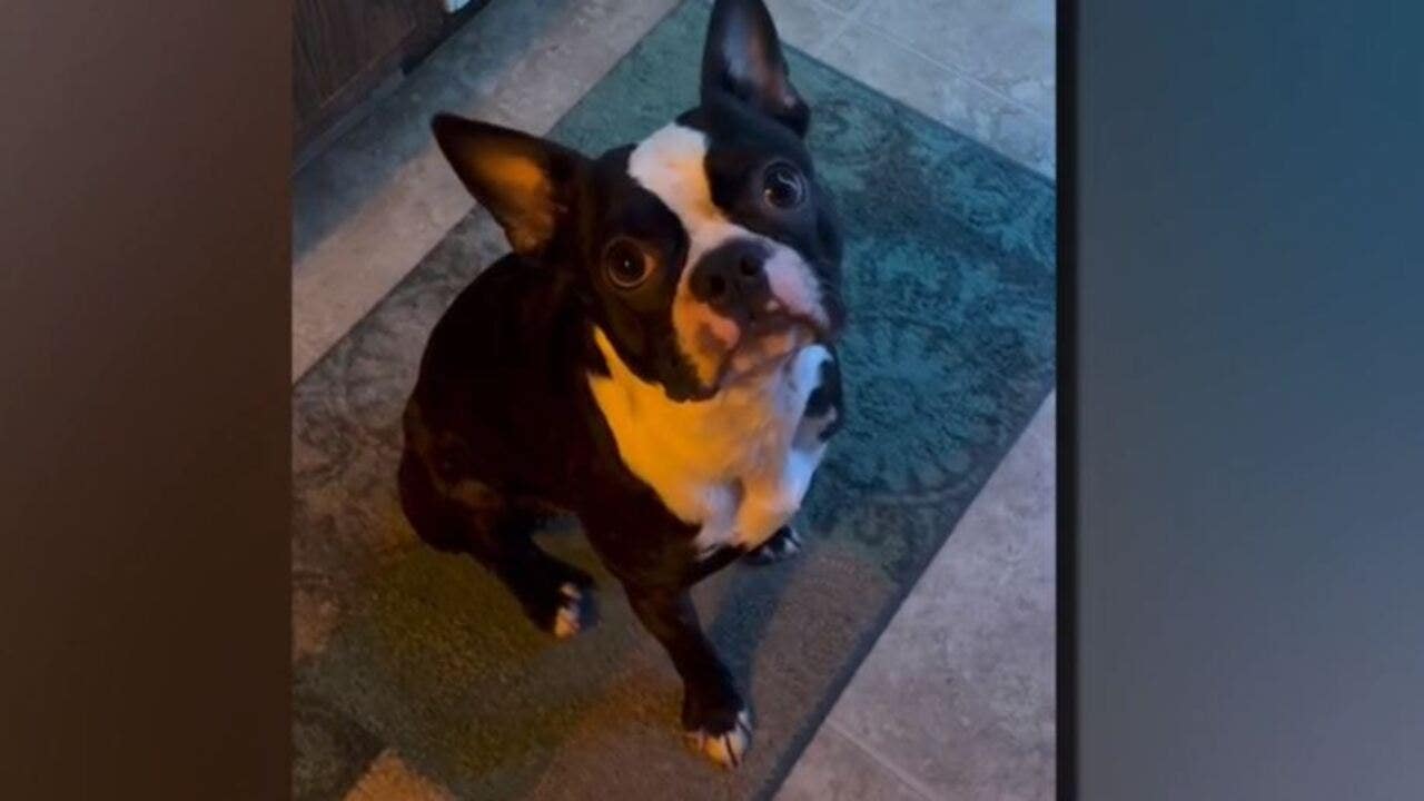 Milwaukee woman’s car stolen with Boston Terrier inside — again