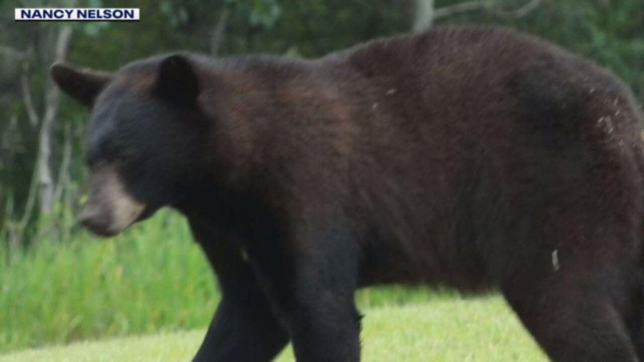 Waukesha County bear sighting 3rd since May: ‘Watch yourself’