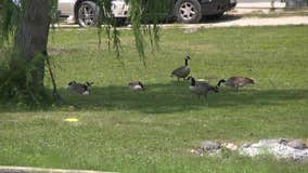 Goose droppings on Mukwonago beach; solution has some up in arms