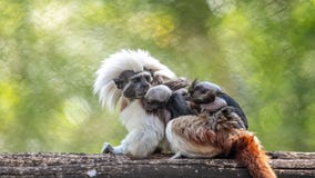 Disney World welcomes these rare, precious twin monkeys into Animal Kingdom