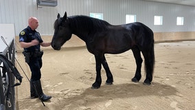 New Milwaukee police horse to join mounted patrol