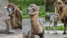 Milwaukee County Zoo camel calf named, born on May 20