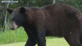 Waukesha County bear sighting 3rd since May: 'Watch yourself'