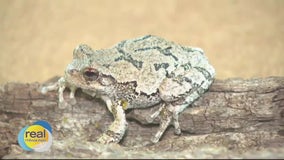 Reptile Day preview at Wehr Nature Center