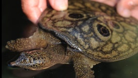 Critically endangered turtle hatchlings found, captured on video