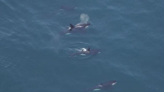 Killer whales spotted swimming off Nantucket in ‘unusual’ sight in New England waters
