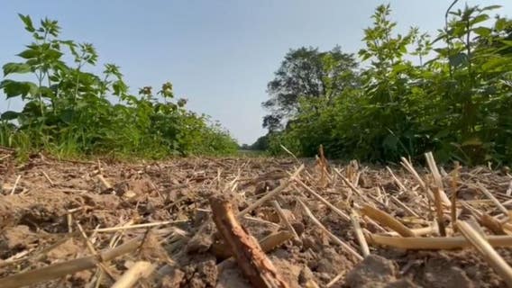 Wisconsin drought, Jackson raspberry farmer struggles: 'I need water'