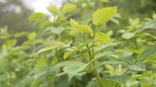 Jackson raspberry farmer welcomes rain, 'in a better mood'