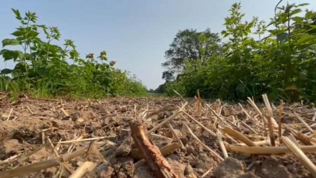 Wisconsin drought, Jackson raspberry farmer struggles: 'I need water'