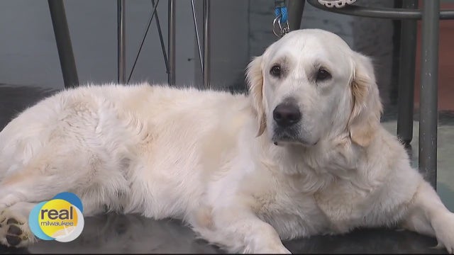 Pet Anxiety Awareness Month