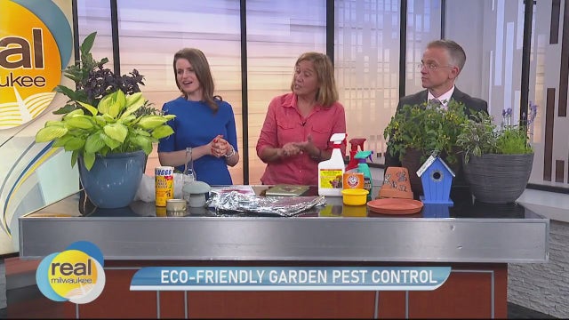 Eco-friendly garden pest control