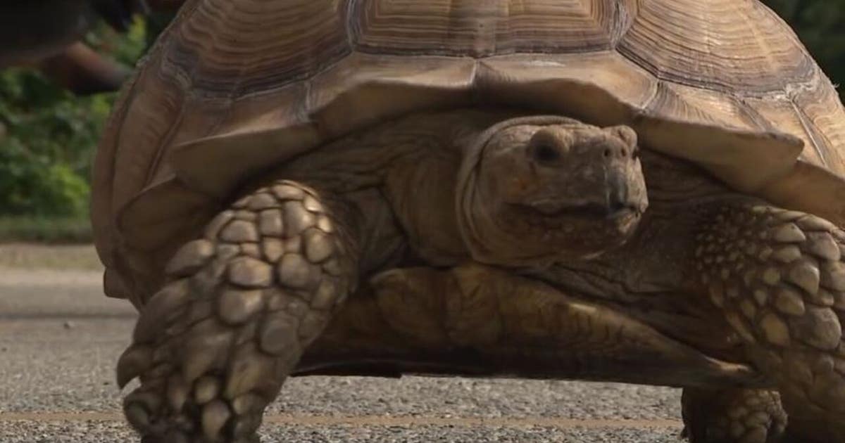 洋楽 Tortoise MillionLivingWillNeverDie maxresdefault.jpg