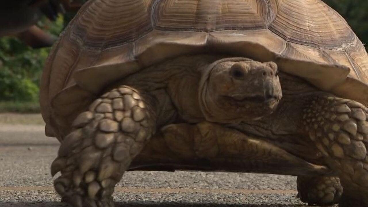 Milwaukee tortoise found after escaping backyard