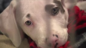 Pet rescue operation milestone; Wisconsin welcomes animals from south