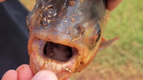 Exotic fish with human-like teeth reeled in by 11-year-old Oklahoma boy