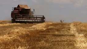 Russia halts wartime deal allowing Ukraine to ship grain impacting global food security