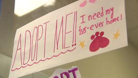 Milwaukee shelters seek support after surge in surrendered pets