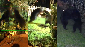 Fierce black bear 'UFC match' caught on camera in Florida homeowner's yard: 'Never seen that before'