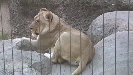 Racine Zoo 100th anniversary celebration