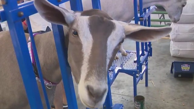 Racine County Fair; great encounters, exhibitions, shows