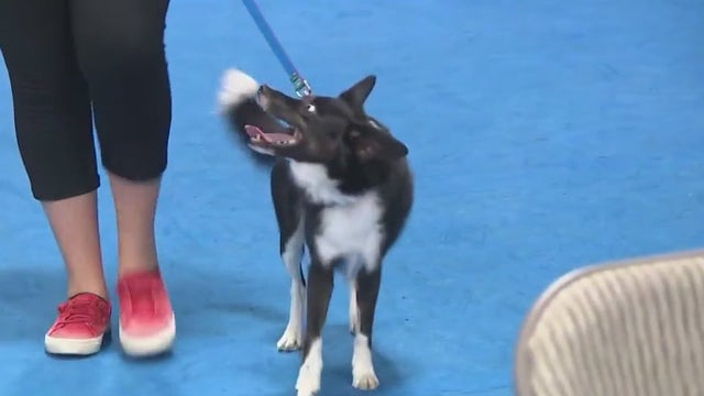 Think Pawsitive Dog Training