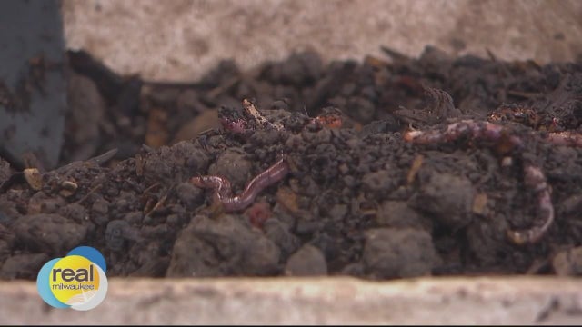 Worm Composting 101