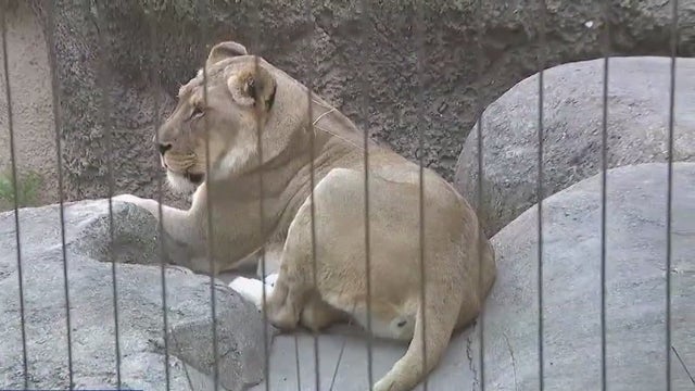 Racine Zoo 100th anniversary celebration