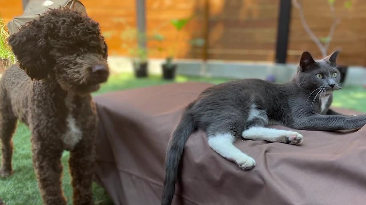 Bestrated pet insurance