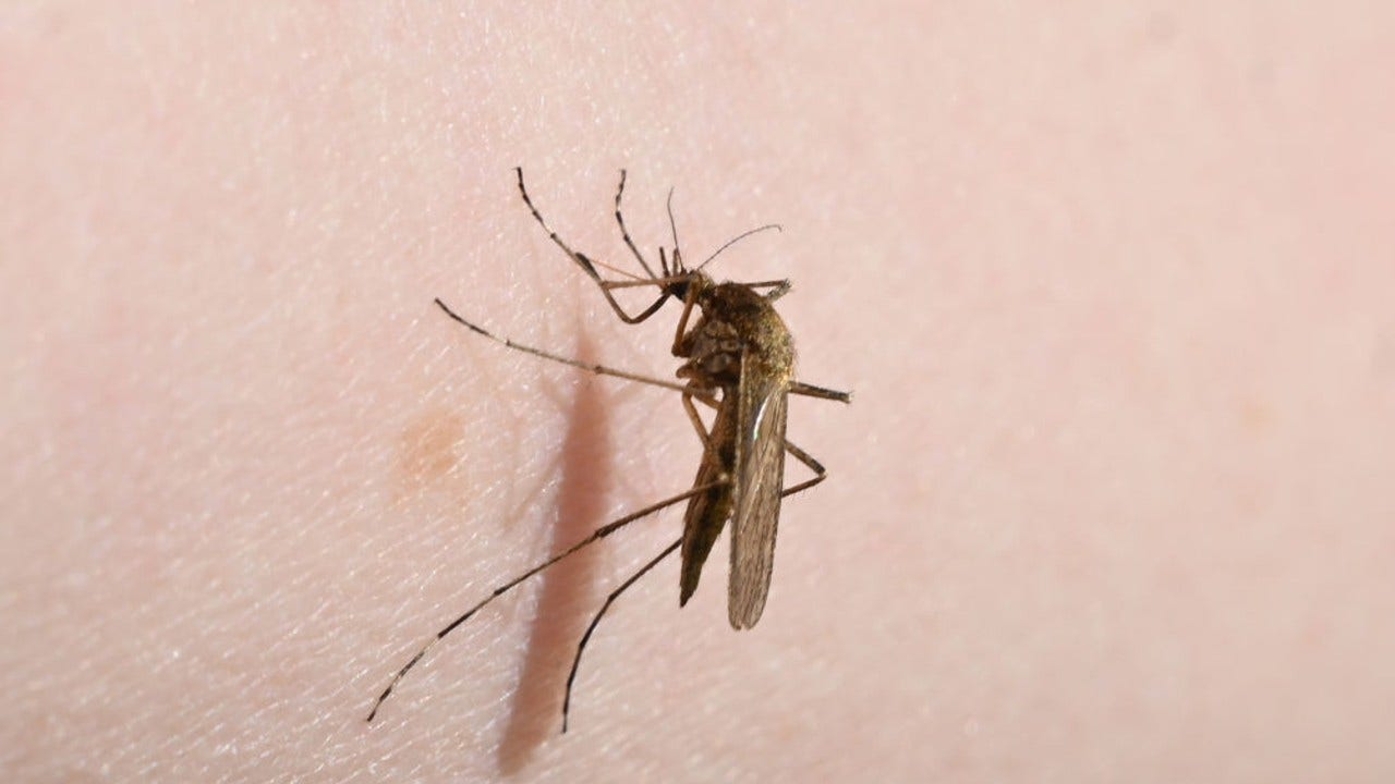 West Nile Virus in Milwaukee; mosquitoes test positive