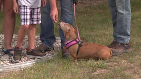 We Energies 'ambassadog,' promoting safe digging practices