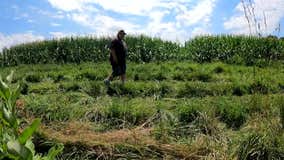 Wisconsin drought: Oconomowoc farmer pressing on, hopeful for rain