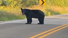 Wisconsin black bear sighting near Eagle