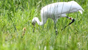 Whooping cranes: Wisconsin home to America's tallest flying birds again