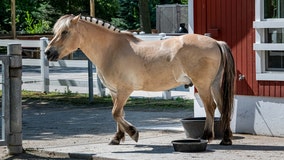 Milwaukee County Zoo's new horse, 1st of breed at Family Farm