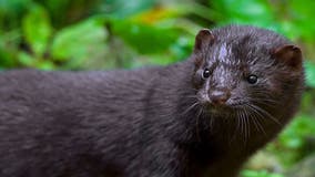 Trempealeau County mink release, vandals free 3,000