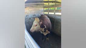 Cattle catcher wrangles stray bull on the loose in Chicago suburb