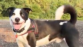 Extreme heat poses pet safety concerns; here's what you can do