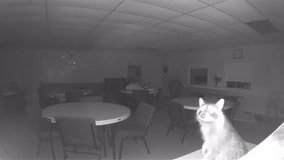 Raccoon breaks into Milwaukee church, caught on camera: 'Little rascal'