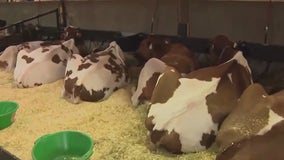 Wisconsin State Fair: Showcase of dairy farming and delicious treats