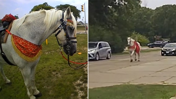 Wedding horse escapes Boerner Botanical Gardens, trots down Grange