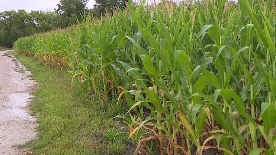Rain pleases West Bend Meadowbrook pumpkin farmer: 'It soaked in'