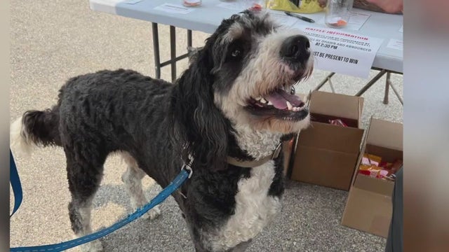 'Pups & Powersports' adoption event