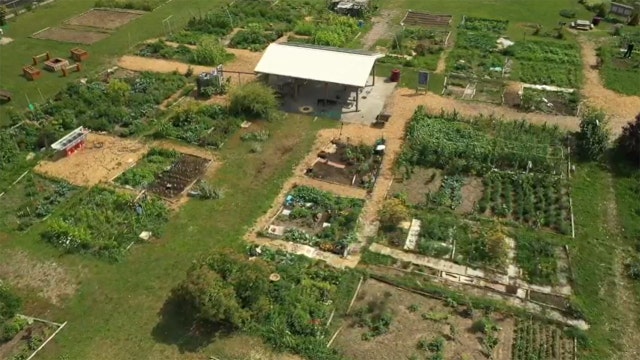 Alice's Garden in Milwaukee; plants, people, perspective thrive